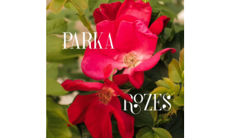 Ar ko tik īpašas parka rozes?